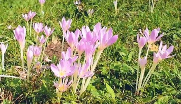 Brândușele de toamnă, ultimul dar al naturii înaintea iernii