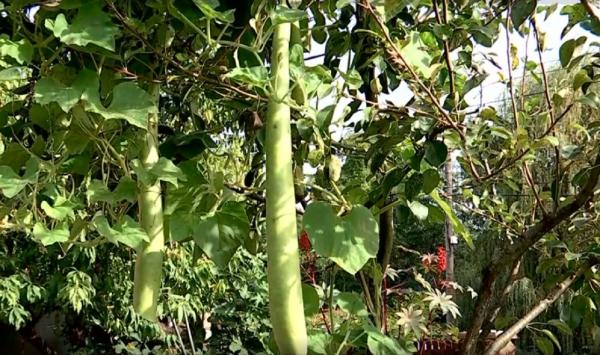 Dovleceii gigant din Maramureș uimesc agricultorii