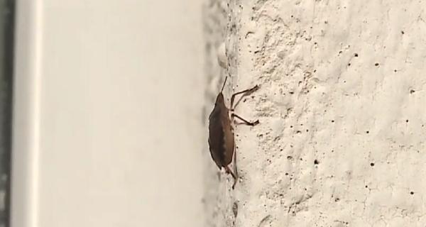 Invazie de ploșnițe în Târgu Mureş, localnicii sunt disperați