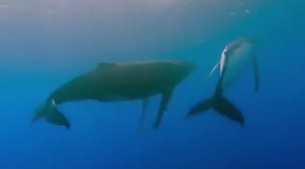 Balenele, delfinii şi marsuinii, în pericol de dispariție