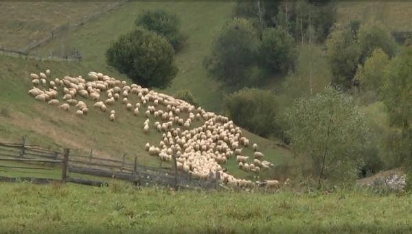 Mărginimea Sibiului, o oază de liniște și istorie