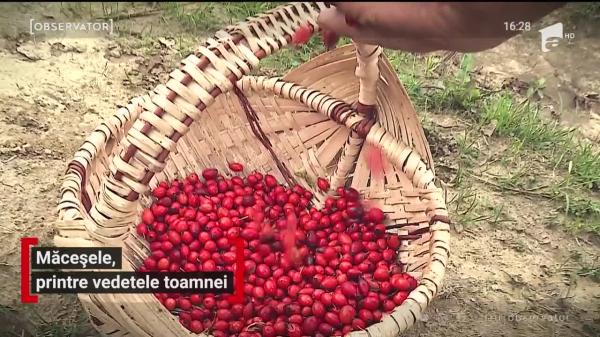 Secretul gospodinelor pentru o dulceaţă delicioasă de măceşe