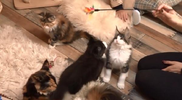 O tânără din Deva are o întreagă familie de pisici uriaşe