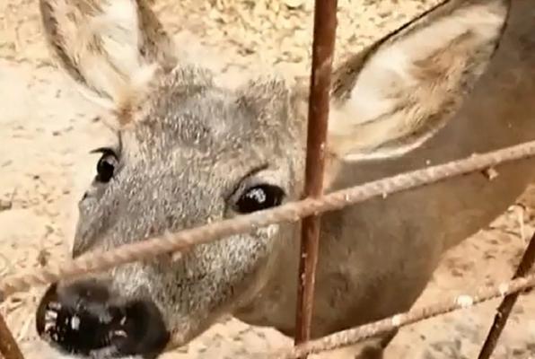 Grădină zoo ilegală, în curtea unui pădurar din Timiș