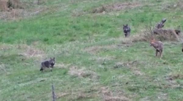 Imagini rare cu lupi şi capre negre pe crestele Munţilor Piatra Craiului