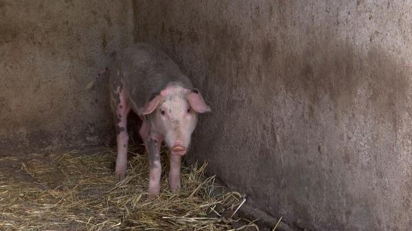 Fermierul căruia autorităţile i-au omorât toţi porcii vrea dreptate. A calculat ce pagubă a suferit