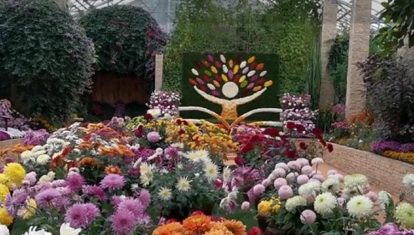 Expozitie de crizanteme la Grădina Botanică din Iaşi