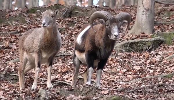 În Parcul Cinegetic din Sfântu Gheorghe turiştii pot admira cerbii, muflonii şi mistreţii
