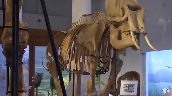 Pandemia transformă noaptea muzeelor pe timp de zi