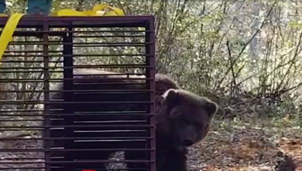 Alisa şi Timka, doi urşi din Ucraina, vor începe o nouă viață în sanctuarul de la Zărneşti