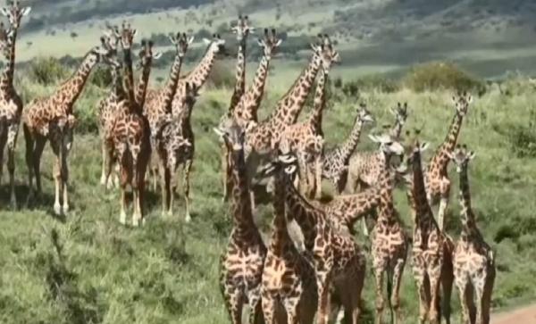 Turiştii pot ajunge în mijlocul animalelor sălbatice, direct de pe canapea