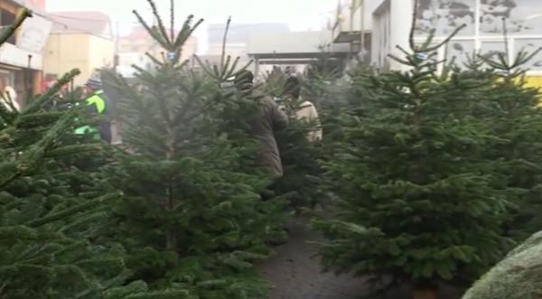 Brazii româneşti, preferaţi în acest an pentru sărbători