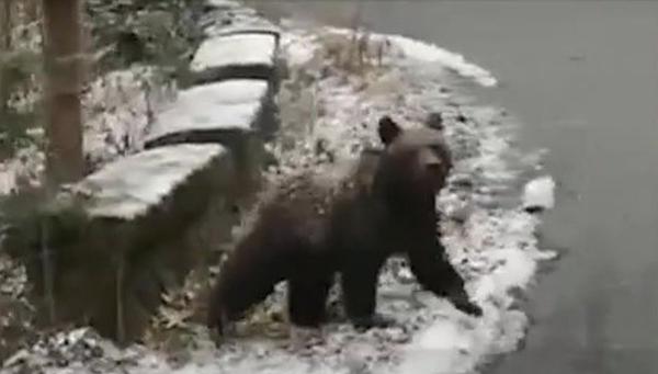 Urşii au speriat turiştii la Sinaia. Aglomeraţia la telecabine, nu