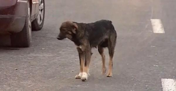 Peste 100 de câini, la limita dintre viață și moarte, salvaţi dintr-un adăpost improvizat din Capitală. Animalele care nu supraviețuiau erau arse