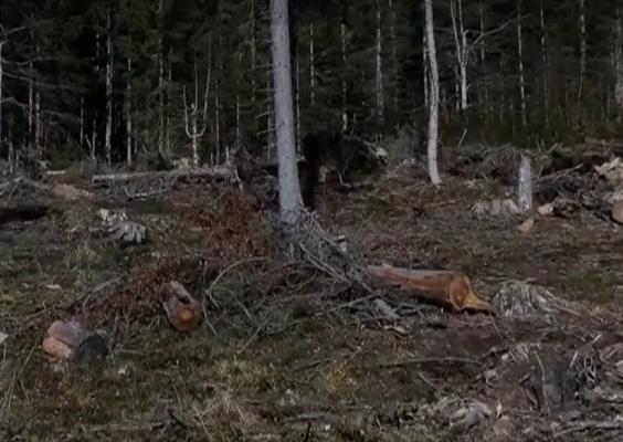 Jaful de lemn din pădurile României continuă, în timp ce oficialii se laudă cu sancțiuni doar pe hârtie