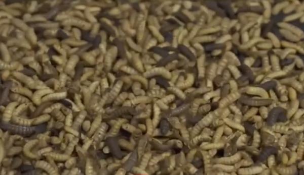 Mâncarea pe bază de viermi, la un pas de autorizare în UE. Sunt bogați în proteine și vitamine