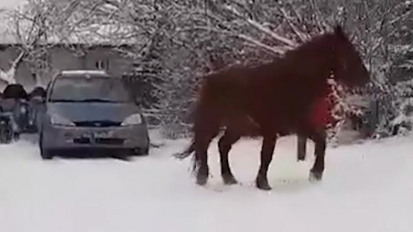 Animale chinuite, stăpâni nepăsători