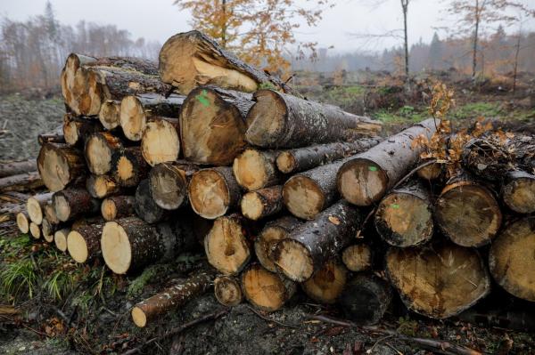 Un pădurar din Sălaj a fost atacat cu un topor de un bărbat venit la furat de lemne