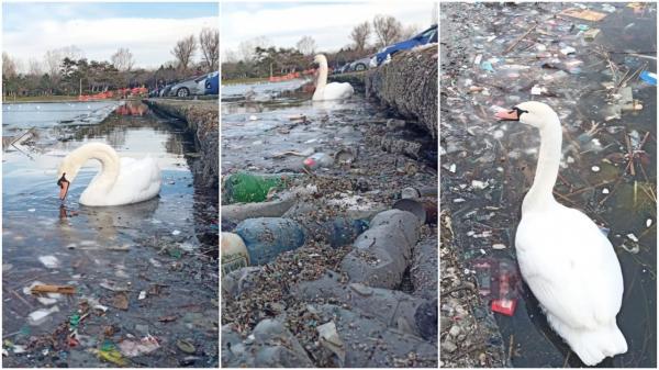 Lebădă plutind printre gunoaie. Imagini dezolante la Constanţa, pe lacul Tăbăcăriei