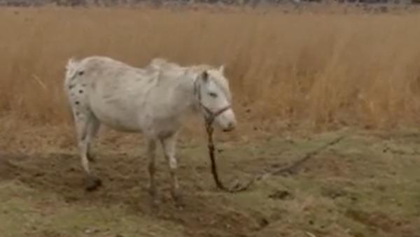 Unde vor ajunge caii maltratați, descoperiți lângă Techirghiol. Autorităţile s-au sesizat după ce imaginile au ajuns în presă