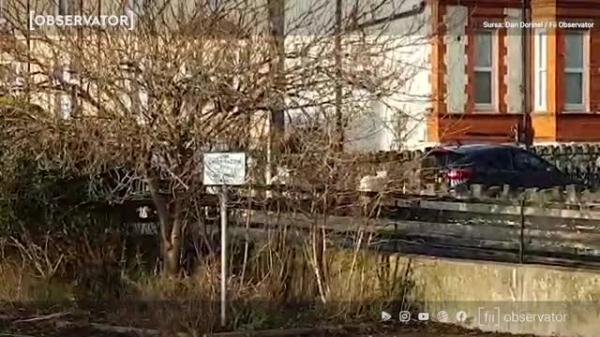 Caprele sălbatice au invadat străzile unui orăşel din Ţara Galilor