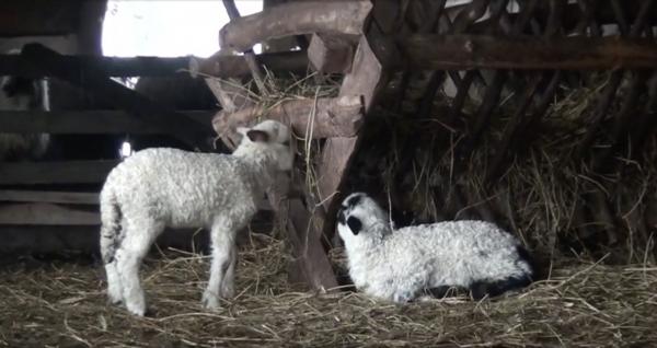 Paşte 2021. Cât va costa carnea de miel