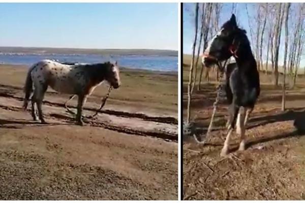 Cai salvați din iad, alți cai abandonați în bălării. Garda de Mediu Constanța anunţă controale de verificarea măsurilor