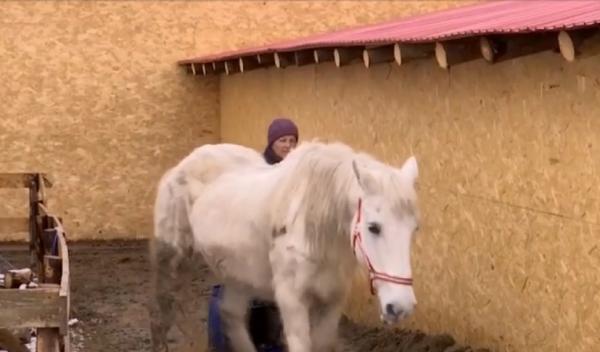 Povestea lui Sunny, primul cal confiscat de poliţia animalelor de la stăpâni, în România