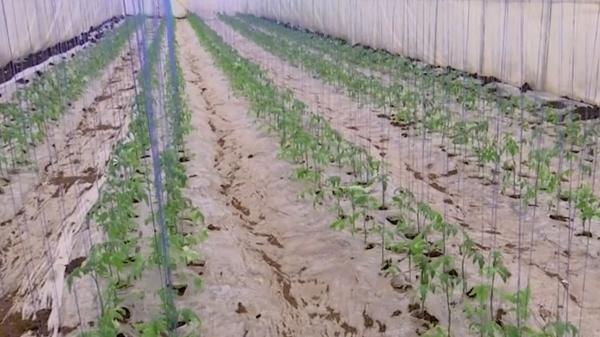 Producția de roșii românești, în pericol, după ce programul Tomata a fost oprit de ministrul Agriculturii