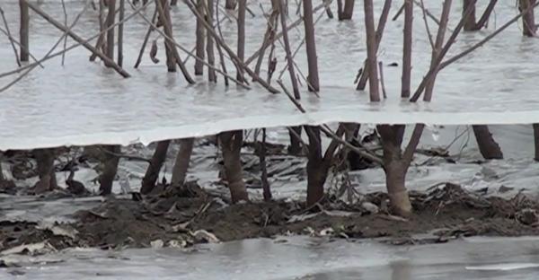 Creşterea bruscă a temperaturilor, urmată de ger, a afectat hectare întregi de pomi fructiferi, în Alba