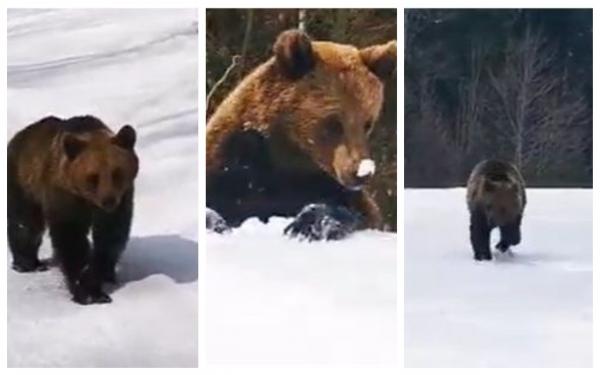 Schior urmărit de urs pe Pârtia Cocoșul din Predeal. ”Măi, Moș Martin, du-te de aici că avem treabă!”