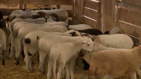 Din cauza pandemiei și a pestei porcine, ciobanii se tem că nu-și pot vinde mieii de Paște