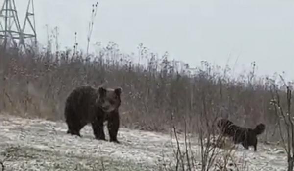 O ursoaică şi puiul său, musafiri nepoftiți într-o localitate de lângă Târgu Mureş. Animalele vin constant, fiind în căutare de mâncare
