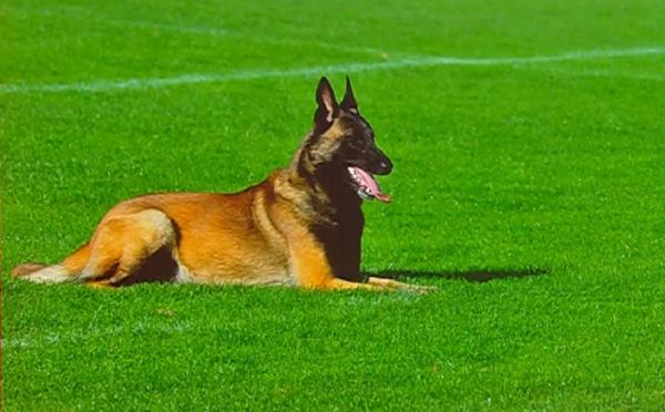 Antrenat în România, cel mai bun din Belgia. Patrupedul Chaos detectează persoanele infectate cu COVID-19