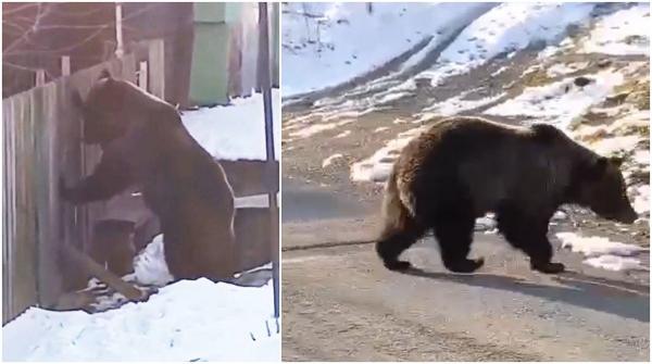Urs filmat când încerca să dărâme gardul unei curţi, în Azuga. Oamenii au turat motoarele maşinilor, ca să alunge animalul