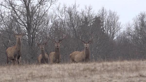 Parc cu animale sălbatice în Harghita, oază de relaxare