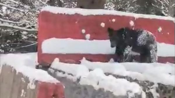 Urșii flămânzi dau năvală în gospodăriile oamenilor: "Ne trezim mâine, poimâine că intră în casă peste noi"