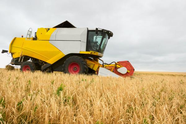 Seceta scumpește pâinea. Fermierii, la capătul răbdării