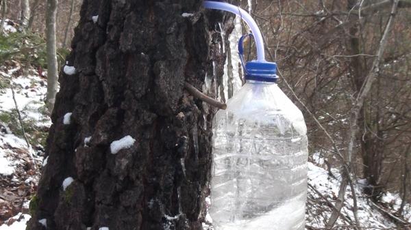 Seva de mesteacăn, un remediu miraculos. Ce beneficii aduce corpului o astfel de cură