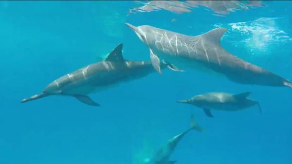 Un localnic a surprins în imagini spectacolul lumii subterane din Arhipelagul Hawaii