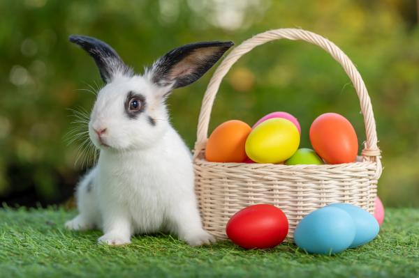 Iepuraşul de Paşte are nevoie de ajutor. Un preot din Iaşi caută voluntari pentru a împărţi daruri copiilor