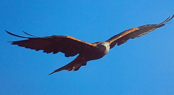 Localnicii dintr-un sat din Bihor nu mai pot ajunge la cimitirul din localitate pentru că sunt atacaţi de un uliu