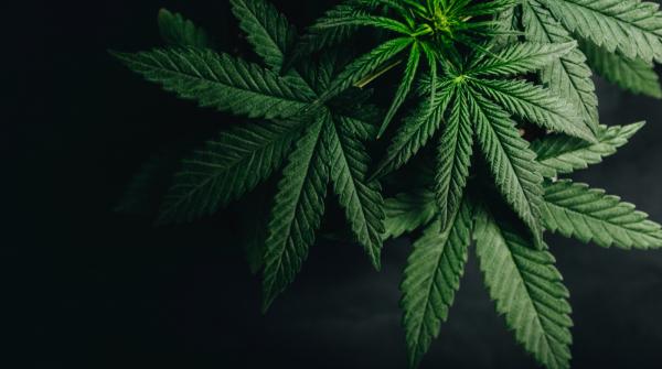 Ziua marijuanei sărbătorită într-un mod inedit anul acesta, după legalizarea pentru uz medicinal de la finalul lunii trecute