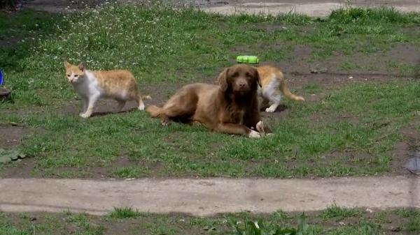 Imagini tulburătoare cu momentul în care o pisică este maltratată "în joacă". Un copil asistă la toată scena