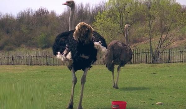 Struţul poate înlocui mielul pe masa de Paște. Un singur struț aduce fermierilor un profit de 2.000 de euro pe an