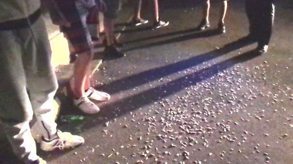 Amenda primită de 9 constănțeni, prinși că mâncau semințe pe stradă. Polițiștii i-au pus să facă și curat