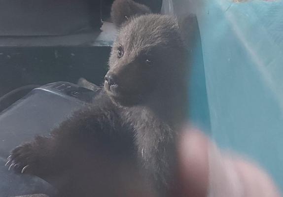 Doi ursuleţi răniţi şi pierduţi de mama lor, salvaţi de jandarmii din Argeş