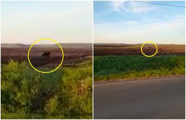 Urs filmat pe un câmp din Botoşani, localnicii uluiţi: "Urs la noi, de unde Dumnezeu?"