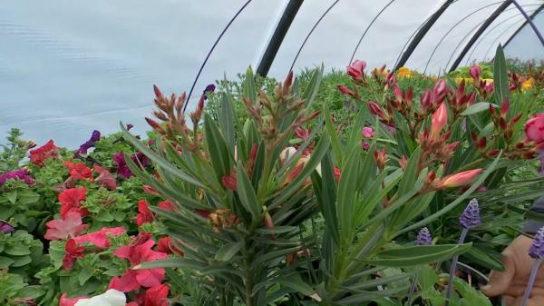 Florile potrivite pentru înfrumuseţarea grădinii. Cât costă o muşcată şi ce plante ornamentale exotice preferă românii