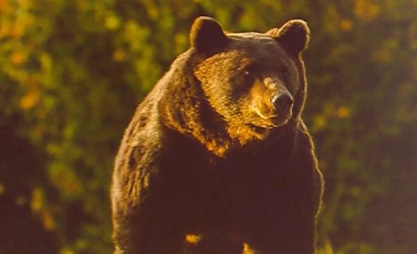 Noi detalii despre uciderea ursului Arthur. Prinţul a evitat carantina, iar animalul ar fi fost ademenit: "Noaptea l-a împuşcat"